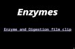 1 Enzymes Enzyme and Digestion film clip Enzyme and Digestion film clip.