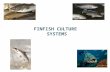 FINFISH CULTURE SYSTEMS. The milkfish Chanos chanos - only species of the family Chanidae Does not form a capture fishery significance Important in large.