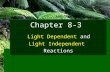 Chapter 8-3 Light Dependent and Light Dependent and Light Independent Reactions.