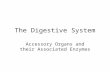 The Digestive System Accessory Organs and their Associated Enzymes.