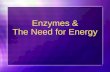 Enzymes & The Need for Energy Section 1: Enzymes.