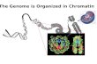 The Genome is Organized in Chromatin. Nucleosome Breathing, Opening, and Gaping.