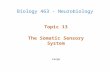 Topic 13 The Somatic Sensory System Lange Biology 463 - Neurobiology.