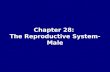 Chapter 28: The Reproductive System-Male The Reproductive System Gonads: –organs that produce gametes and hormones Ducts: –receive and transport gametes.