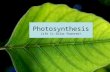 Photosynthesis Life Is Solar Powered!. What Would Plants Look Like On Alien Planets? Why?