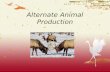 Alternate Animal Production Alternative Animal Agriculture = is the production of animals other than the traditional agriculture animals such as cattle,