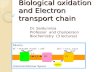 Biological oxidation and Electron transport chain Dr. Saidunnisa Professor and chairperson Biochemistry (3 lectures)