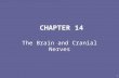 1 CHAPTER 14 The Brain and Cranial Nerves. 2 INTRODUCTION Brain = center for registering sensations, correlating them with one another and with stored.