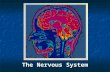 The Nervous System. I. Introduction The basic functional unit of the nervous system is the neuron Neuron  Specialized cell that transmits information.