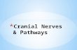* Compare and Contrast cranial nerves to spinal nerves * Know which cranial nerves are central and which are peripheral * Know the 4 functions of all.