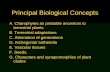 Principal Biological Concepts A. Charophytes as probable ancestors to terrestrial plants B. Terrestrial adaptations C. Alternation of generations D. Archegonia