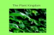 The Plant Kingdom. Key Characteristics of Plants Multicellular Cell specialization Photosynthetic autotrophs Sessile Alternation of Generations –Sporophyte.