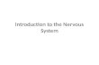 Introduction to the Nervous System. Neuron Multipolar neuron Axon Glial Cells Nucleus Nucleolus Dendrite Axon Hillock Cell body.