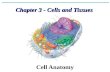 Chapter 3 - Cells and Tissues Chapter 3 - Cells and Tissues Cell Anatomy.