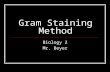 Gram Staining Method Biology 2 Mr. Beyer. Individual Supplies Microscope Slide Clothes Pin Inoculating Loop or Wood Splint Paper Towels.