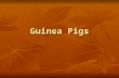 Guinea Pigs. Varieties Abyssinian – Hair is made up of swirls called rosettes Abyssinian – Hair is made up of swirls called rosettes American – Short.