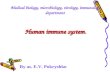Human immune system. By as. E.V. Pokryshko Medical biology, microbiology, virology, immunology department.