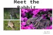 Meet the Rabbit By Kari Anderson. A Little Bit of Rabbit History  Thousands of years ago, rabbits were only found in parts of Africa and Europe  Rabbits.