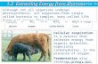 1.3 Extracting Energy from Biomass Copyright © 2010 McGraw-Hill Ryerson Ltd. Although not all organisms undergo photosynthesis, all organisms— from single-celled.