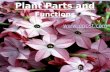 Plant Parts and Functions . Parts of The Plant Roots Leaves Stem Flower Image found at: .