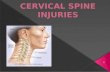 1.  The spine contains 33 vertebrae: seven cervical, 12 thoracic, 5 lumbar, 5 fused sacral and 4 fused coccygeal vertebrae  The vertebral bodies generally.