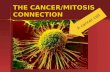 THE CANCER/MITOSIS CONNECTION A cancer cell. Ted Ed Ted Ed How do cancer cells behave differently from healthy cells? How do cancer cells behave differently.