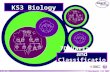 © Boardworks Ltd 2004 1 of 20 © Boardworks Ltd 2005 1 of 34 KS3 Biology 7D Variation and Classification.