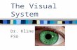 The Visual System Dr. Kline FSU. What stimuli are required for vision? Light- which can be thought of as discrete particles (photons) or traveling waves.