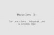 Muscles 3: Contractions, Adaptations & Energy Use.