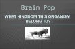 Brain Pop.  Classification of Biological Kingdoms.