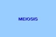 MEIOSIS. Meiosis cell division gametes, half chromosomes,The form of cell division by which gametes, with half the number of chromosomes, are produced.