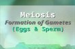1 Meiosis Formation of Gametes (Eggs & Sperm) copyright cmassengale.