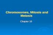 Chromosomes, Mitosis and Meiosis Chromosomes, Mitosis and Meiosis Chapter 10.