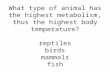 What type of animal has the highest metabolism, thus the highest body temperature? reptiles birds mammals fish.