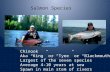 Salmon Species Chinook Aka “King” or “Tyee” or “Blackmouth” Largest of the seven species Average 4-10 years at sea Spawn in main stem of rivers.