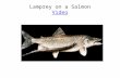 Lamprey on a Salmon Video Video. Lamprey Anatomy.