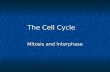 The Cell Cycle Mitosis and Interphase. Cells Make Cells…..Why? Grow Grow Repair Repair Regenerate or Replace Regenerate or Replace So wouldn’t it be easier.