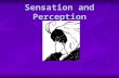 Sensation and Perception. Sensation: the stimulation of sensory receptors & transmission of information to the central nervous system Sensation: the stimulation.