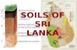 SOILS OF SRI LANKA Major characteristics of Alluvial Soils are:- 1)These are of Transported origin. 2)Alluvial soil as a whole is very fertile. 3)According.