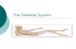 The Skeletal System. Types of skeletons  Exoskeleton: outside the body Arthropods (lobster)  Endoskeleton: Inside the body Vertebrates such as humans.