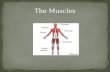 At this station you will: Learn the 2 main functions of the muscular system. Learn the main parts of the muscular system. Learn how muscles work.