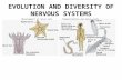 EVOLUTION AND DIVERSITY OF NERVOUS SYSTEMS Development of nerve nets  Cephalization and nerve cords.