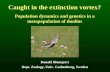 Donald Blomqvist Dept. Zoology, Univ. Gothenburg, Sweden Caught in the extinction vortex? Population dynamics and genetics in a metapopulation of dunlins.