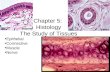 Chapter 5: Histology The Study of Tissues Epithelial Connective Muscle Nerve.