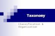 Taxonomy Classification & Organization. Section One Organization.