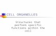 CELL ORGANELLES Structures that perform specific functions within the cell.
