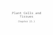 Plant Cells and Tissues Chapter 23.1. Plants are composed of cells which contain: –Cell wall –Central vacuole –Chloroplasts.