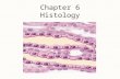 Chapter 6 Histology. What is Histology Histology is the study of tissues and how they are arranged into organs. histo- tissue ology- study of Objectives: