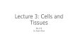 Lecture 3: Cells and Tissues Bio 219 Dr. Adam Ross.