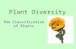 Plant Diversity The Classification of Plants PLANT CHARACTERISTICS Multicellular eukaryotes Photosynthetic autotrophs containing chloroplasts. Non-mobile.